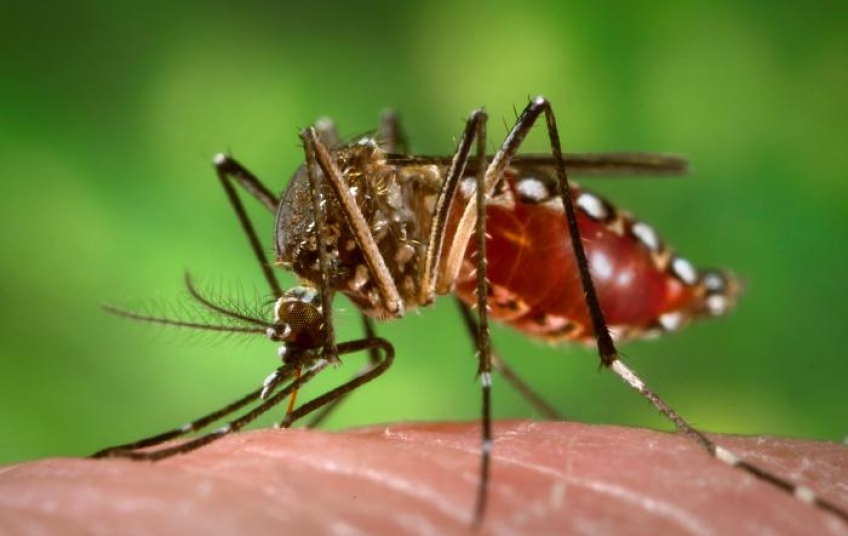 Recomendaciones para viajeros ante la fiebre amarilla y el dengue
