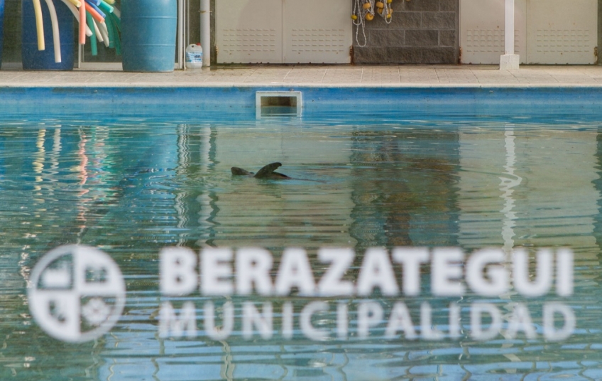 Berazategui: un lobo marino fue rescatado y atendido en la Veterinaria Municipal