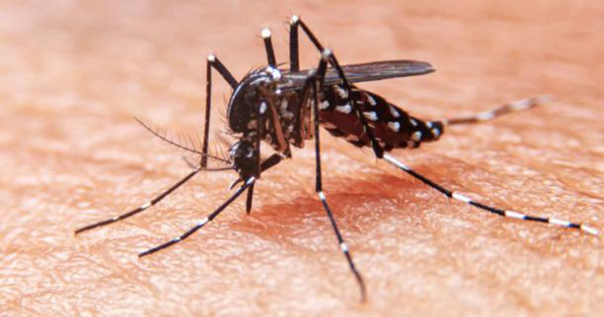 Berazategui concientiza sobre cómo prevenir el Dengue