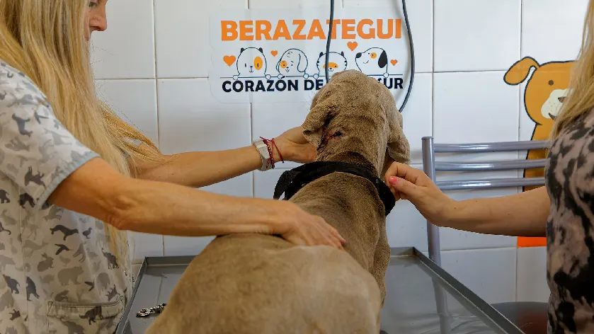Berazategui: tenencia responsable de animales de compañía