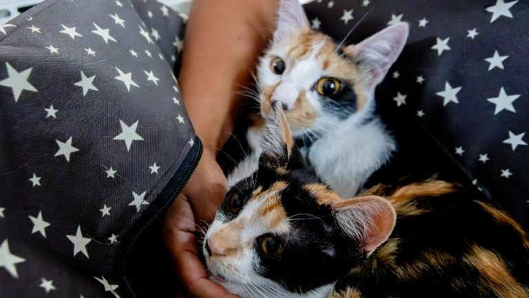 Nueva Jornada Municipal de Salud Animal