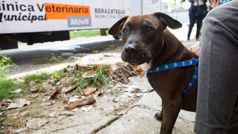 Jornada gratuita de salud animal en San Juan